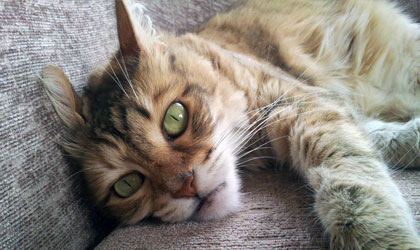 cat sitting in Chelsea