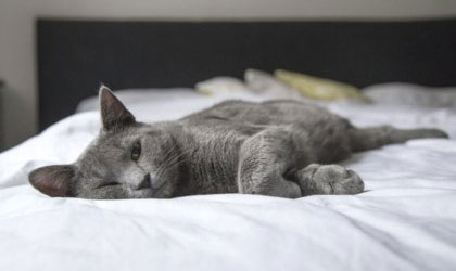 Kitten Visit in Chelsea