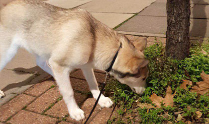 dog walking in Kensington