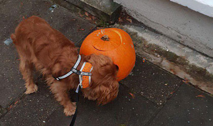 dog walking sw10