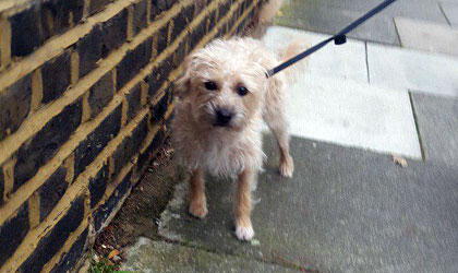dog walking in sw3