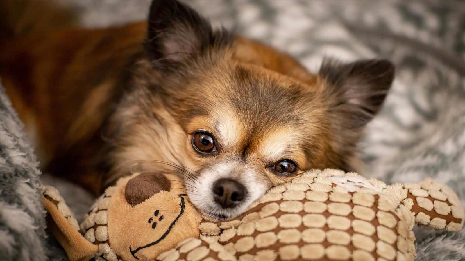 Dog Boarding Chelasea