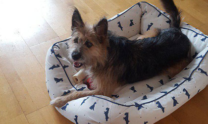 doggy daycare in Chelsea