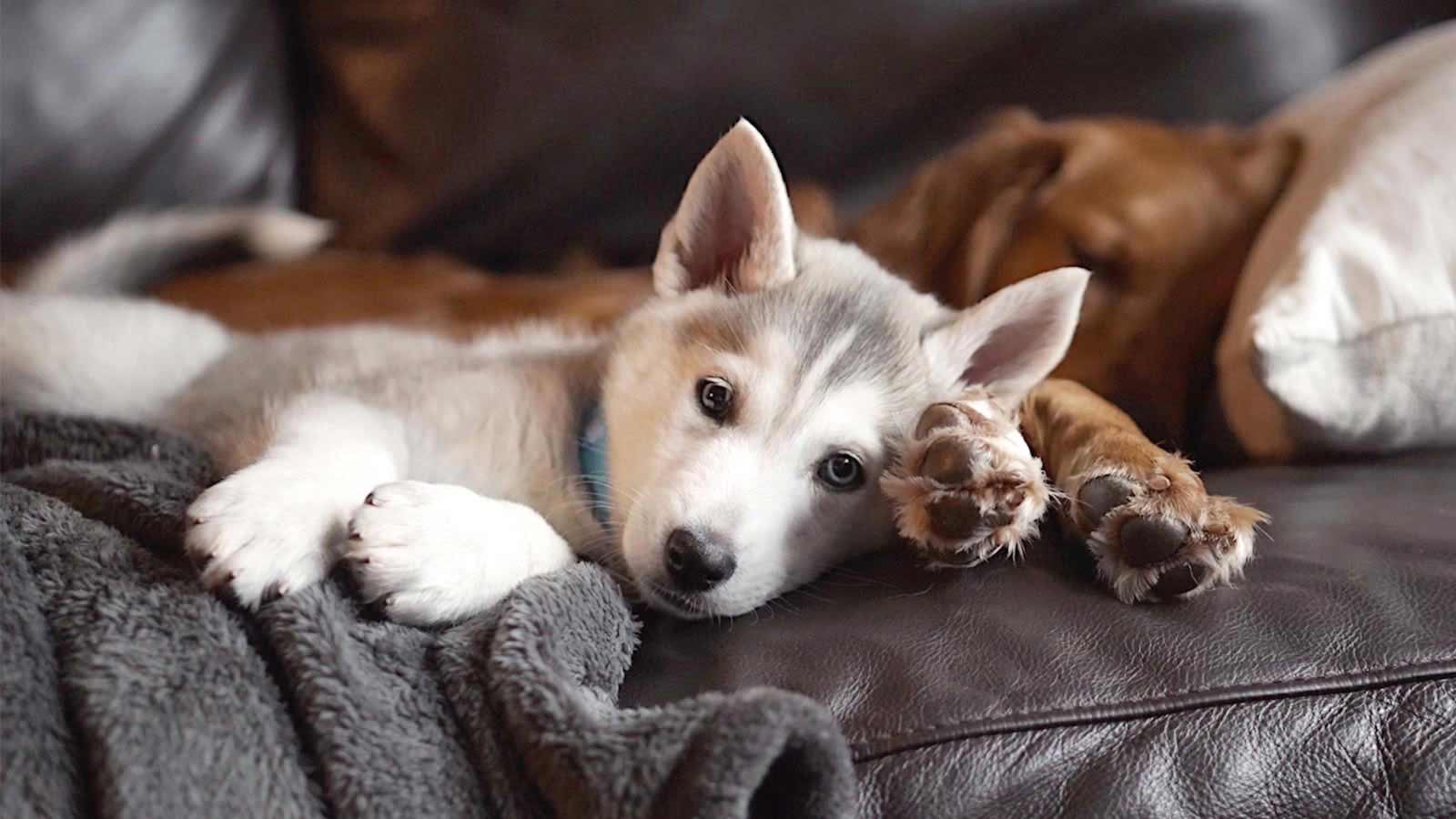 Doggy Daycare Chelsea