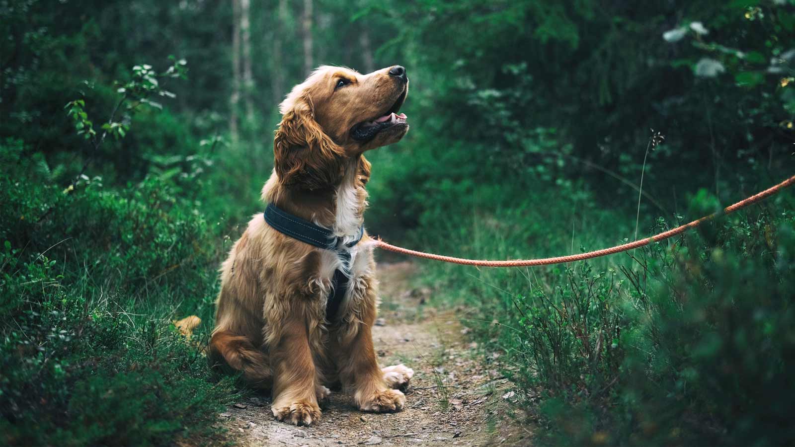dog walker in Chelsea