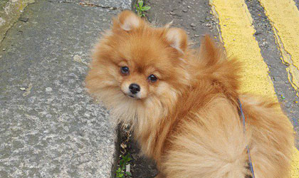 fluffy in Chelsea
