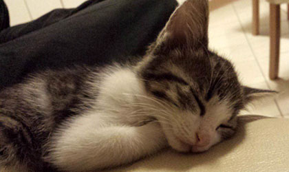 kitten in Chelsea