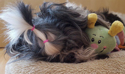 sleeping beauty